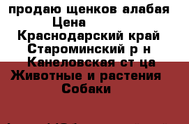 продаю щенков алабая › Цена ­ 8 000 - Краснодарский край, Староминский р-н, Канеловская ст-ца Животные и растения » Собаки   